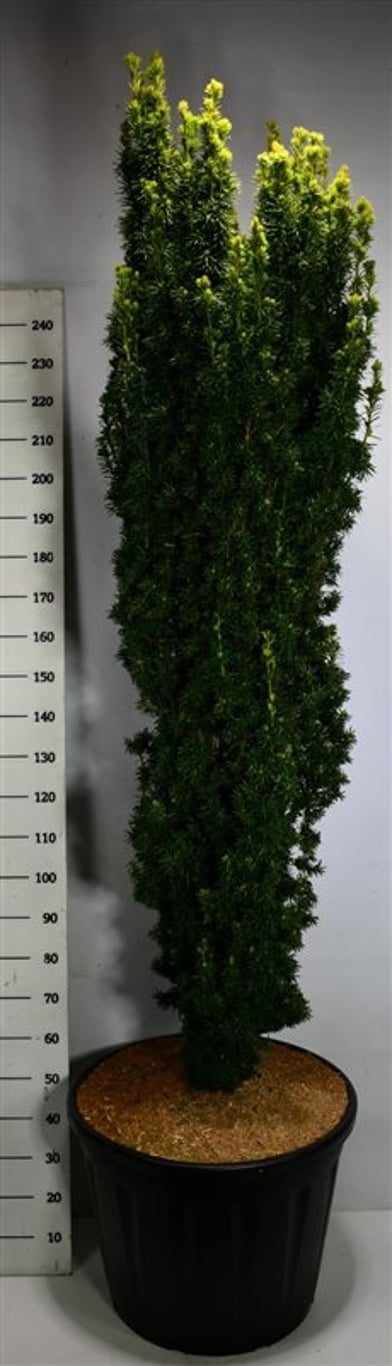 Taxus b. 'Fastigiata Aurea' - C130 300-350 CM